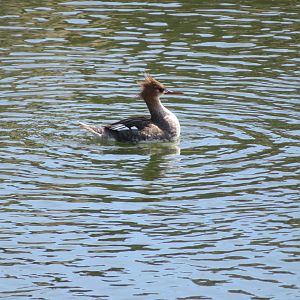 Red-breasted Merganser