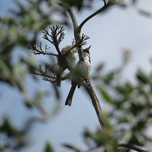Red-whiskered Bulbuls