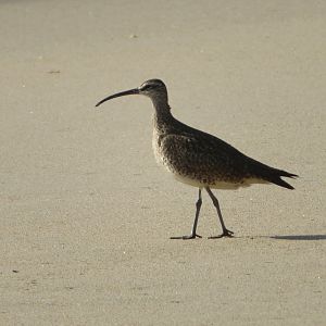Whimbrel