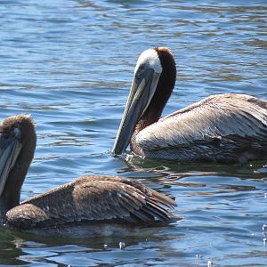 Brown Pelicans (Male and Female)