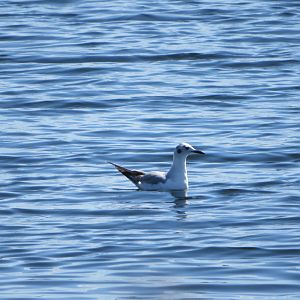 Bonaparte's Gull