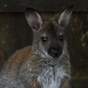 Bennett's wallaby joey