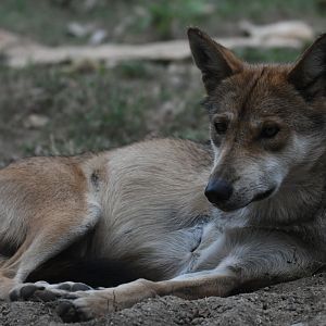 Vivillette - Mexican gray wolf