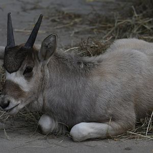 2 month old addax