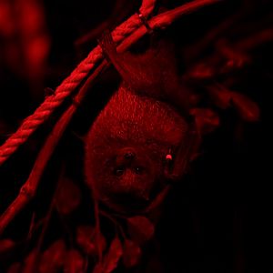 Rodrigues flying fox