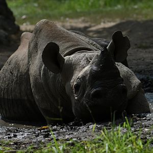 Nakili - Black rhino