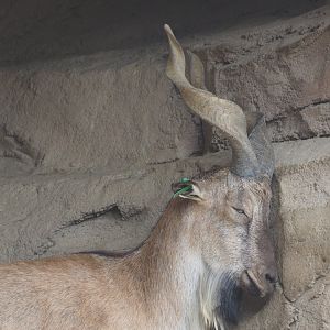 Markhor