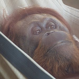 Bornean orangutan