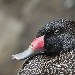 Freckled duck