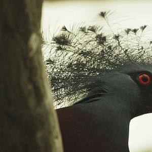 Victoria crowned pigeon