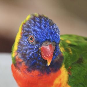 Rainbow lorikeet