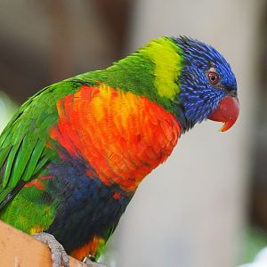 Rainbow lorikeet