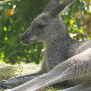 Eastern gray kangaroo