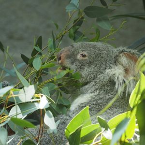 Koala