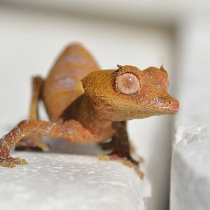 Speartail leaf-tailed gecko (Uroplatus ebenaui)