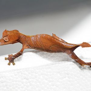 Speartail leaf-tailed gecko (Uroplatus ebenaui)