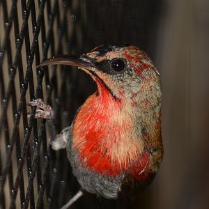 Crimson sunbird (Aethopyga siparaja)
