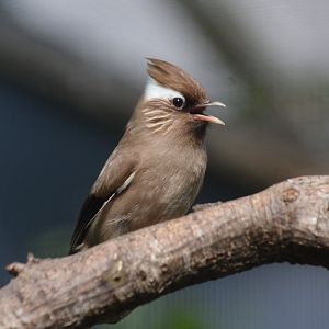 White-collared yuhina (Yuhina diademata)