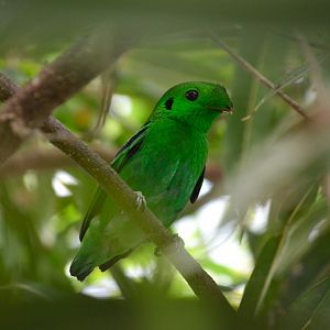 Lesser green broadbill (Calyptomena viridis gloriosa)