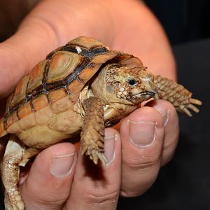 Parrot-beaked tortoise (Homopus areolatus)