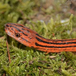 Red-black striped snake (Bothrophthalmus lineatus)