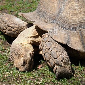 African spurred tortoise (Centrochelys sulcata), 2022-06-28