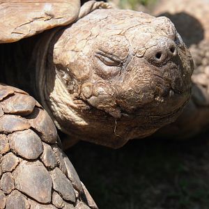 African spurred tortoise (Centrochelys sulcata), 2022-06-28
