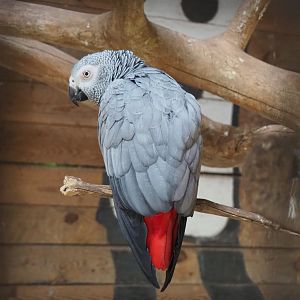 Congo African grey parrot (Psittacus erithacus erithacus), 2022-06-28