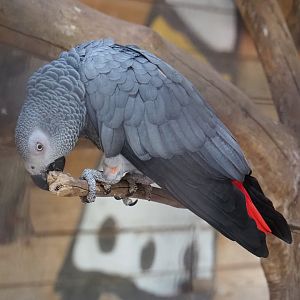 Congo African grey parrot (Psittacus erithacus erithacus), 2022-06-28