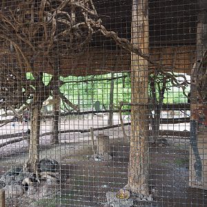 Congo African grey parrot  aviary, 2022-06-28