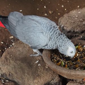 Feeding Congo African grey parrot (Psittacus erithacus erithacus), 2022-06-28