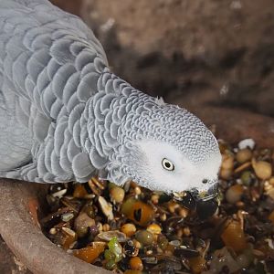 Feeding Congo African grey parrot (Psittacus erithacus erithacus), 2022-06-28