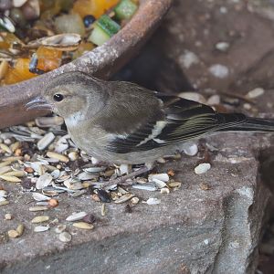 Wild female Common chaffinch (Fringilla coelebs), 2022-06-28