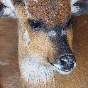 Western sitatunga (Tragelaphus spekii gratus), 2022-06-28