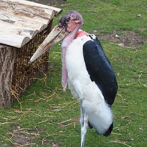 Marabou (Leptoptilos crumenifer), 2022-06-28