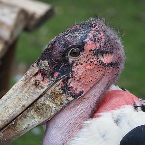 Marabou (Leptoptilos crumenifer), 2022-06-28