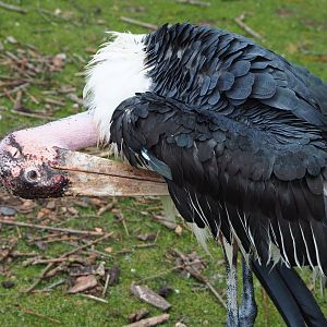 Marabou (Leptoptilos crumenifer), 2022-06-28