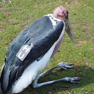 Marabou (Leptoptilos crumenifer) with wing tag, 2022-06-28