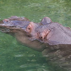 Hippopotamus (Hippopotamus amphibius), 2022-06-28