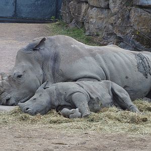 Southern square-lipped rhinoceros (Ceratotherium simum simum) with calf, 2022-06-28