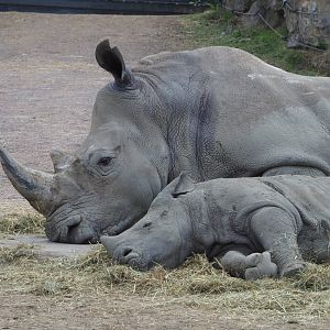 Southern square-lipped rhinoceros (Ceratotherium simum simum) with calf, 2022-06-28