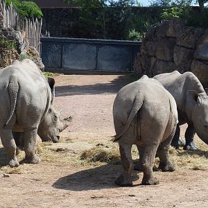 Southern square-lipped rhinoceroses (Ceratotherium simum simum), 2022-06-28