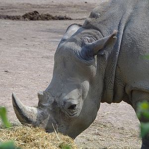 Southern square-lipped rhinoceros (Ceratotherium simum simum), 2022-06-28