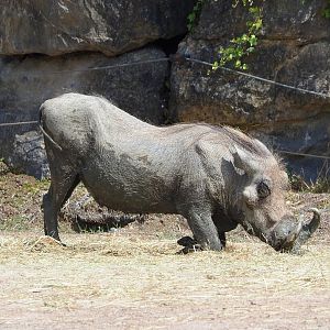 Northern warthog (Phacochoerus africanus africanus), 2022-06-28