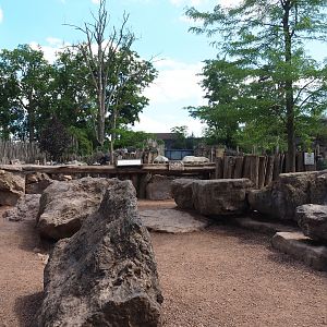 Southern square-lipped rhinoceros and Northern warthog viewing area, 2022-06-28