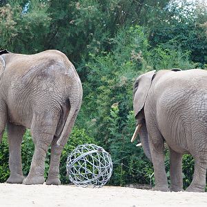 African bush elephants (Loxodonta africana), 2022-06-28