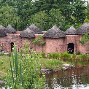 African cattle, Ostrich and Red river hog stable building, 2022-06-28