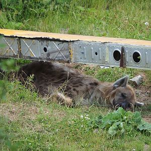 Spotted hyena (Crocuta crocuta), 2022-06-28