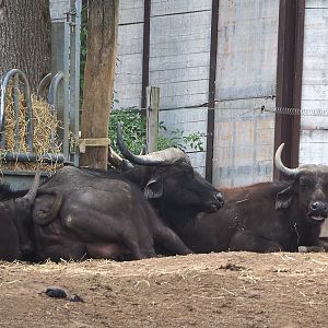 Cape buffaloes (Syncerus caffer caffer), 2022-06-28