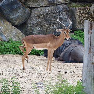 Common impala (Aepyceros melampus melampus), 2022-06-28